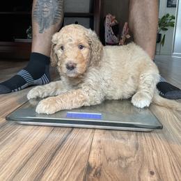 Labradoodle Puppies from CC Labradoodles