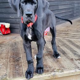 Great Dane Puppies from B3 Kennels