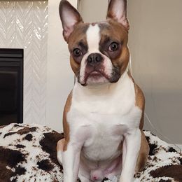 Boston Terrier All Grown Up from Cristi's Port Bostons