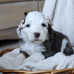 Owl - Merle female Goldendoodle puppy in Temecula, California from Temecula Creek Doodles