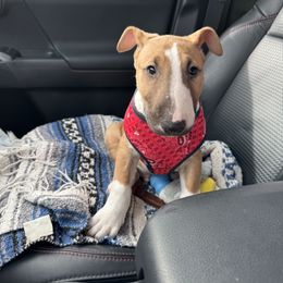 Bull Terrier Puppies from Lynn Hill Bull Terriers