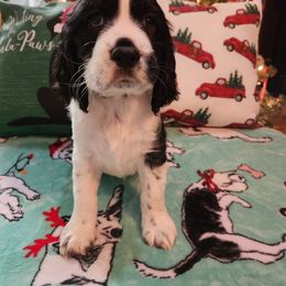 Cassie - Black and white English Springer Spaniel puppy in Hilham, Tennessee from Rocky Top Springer Spaniels