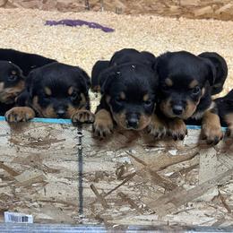 Rottweiler puppies from JHB Rottweilers