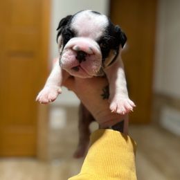 Bulldog and French Bulldog Puppies from Spot On