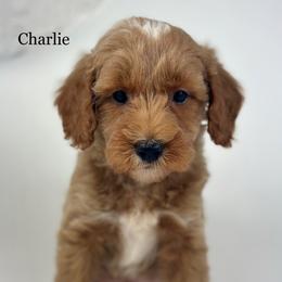 Charlie - Apricot male Goldendoodle puppy in Milford, Indiana from Railway Acres Kennel