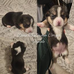 Girl 3 - Black and tan female Pembroke Welsh Corgi puppy in Ridgeville, Indiana from Bonvillian Pups