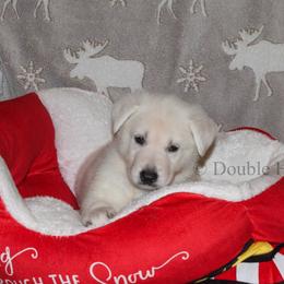 Boy 1 - male German Shepherd puppy in Bexar County, Texas from Scenic Creek German Shepherds and White Swiss Shepherds