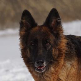 Koby - German Shepherd