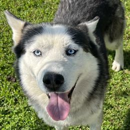 Jake - Siberian Husky