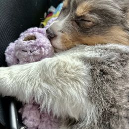 Pembroke Welsh Corgi Puppies from Storybook Corgis