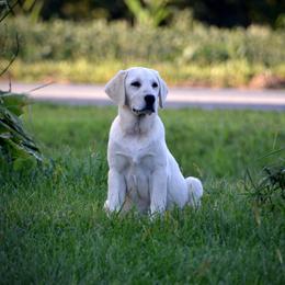 Labrador Retriever Puppies from R Little Retrievers