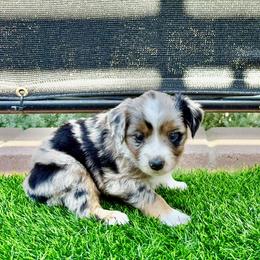 Sweets - Blue merle female Toy Australian Shepherd puppy in Menifee, California from Riders Toy Aussies