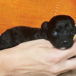 Bolt - Black Maltipoo puppy in Mabelvale, Arkansas from Durham's Designer Poos