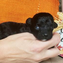 Bolt - Black Maltipoo puppy in Mabelvale, Arkansas from Durham's Designer Poos
