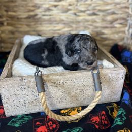 Albus Dumbledore - Blue merle male Bordoodle puppy in Valley Center, California from Circle R Valley Farms