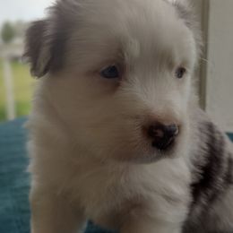Max - Blue merle Australian Shepherd puppy in Wewoka, Oklahoma from OutBack Aussie OutLaws