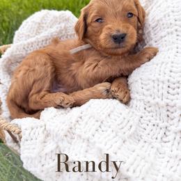 Randy - Red  male Goldendoodle puppy in Melba, Idaho from KZ Doodles