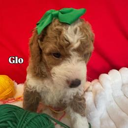 Glo - Apricot female Goldendoodle puppy in Cordova, Tennessee from TrueLine kennels