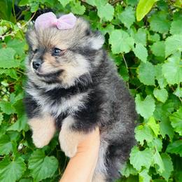 Velvet - Black and tan parti female Pomeranian puppy in Green Cove Springs, Florida from Natasha's Ark of Joy