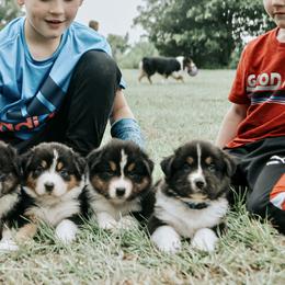 Australian Shepherd Puppies from Aussome Okie Aussies