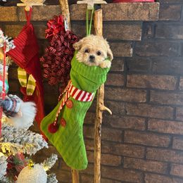 Jingle - Gold and white female Shihpoo puppy in Rush, New York from Care Bear Puppies