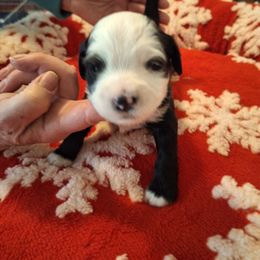 Tibetan Terrier Puppies from Arkeden Tibetan Terriers