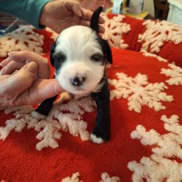Tibetan Terrier Puppies from Arkeden Tibetan Terriers