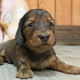 Roman - Red male Dachshund puppy in Tampa, Florida from EntityDachs
