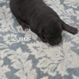 Jg1 - Blue merle female Miniature Australian Shepherd puppy in Bend, Oregon from Badlands Toy and Mini Aussies