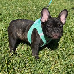 Snow White - Brindle female French Bulldog puppy in Riverside, California from Nancy Smith Woodcrest Frenchies