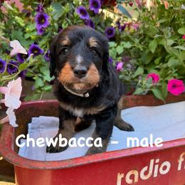 Chewbacca - Tri-color male Bernedoodle puppy in Rochester, Minnesota from Marbel Wood Doodles