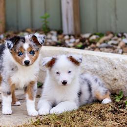 Miniature Australian Shepherd and Toy Australian Shepherd Puppies from Stone & Sage ATX Toy & Mini Aussies