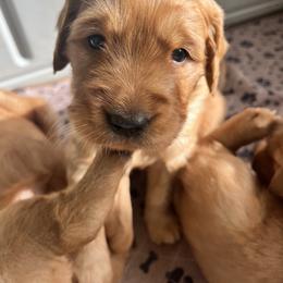 No color - Dark golden male Golden Retriever puppy in Sedro Woolley, Washington from Singing Dog Farm
