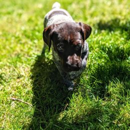 Maple - Liver roan female German Shorthaired Pointer puppy in Graham, Washington from Dali and Company