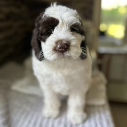 Rio - Chocolate male Australian Labradoodle puppy in Chuluota, Florida from Delano Australian Labradoodles