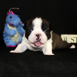 Boston Terrier and Italian Greyhound Puppies from 4Ever Boston Terriers & Italian Greyhounds