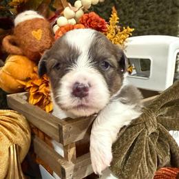 Hazel - Blue female Pembroke Welsh Corgi puppy in Paxton, Illinois from McGovern Family Corgis