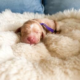 Purple collar - Cream female Goldendoodle puppy in San Antonio, Texas from Pasatiempo Ranch