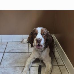 Charlie - English Springer Spaniel