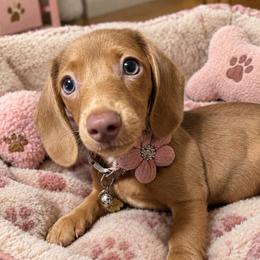 Pinoli - Fawn (isabella) and tan female Dachshund puppy in Estelle, Louisiana from NOLA Dachshunds