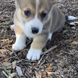 American Corgi and Pembroke Welsh Corgi Puppies from Swell Corgis