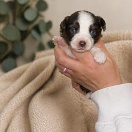 Honey - Red & white female Toy Australian Shepherd puppy in Princeton, Louisiana from Legacy Hill Aussies