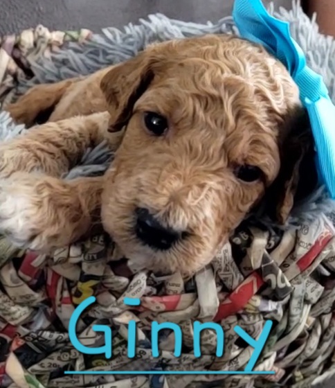 Goldendoodle Puppies from M&M G-Doods