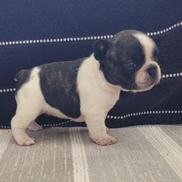 French Bulldog Puppies from Simply Kind Frenchies