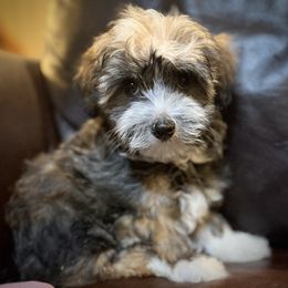 Charlie - Fawn sable male Havanese puppy in Lancaster, South Carolina from 3 Bs Havanese-PUPPIES with  PURPOSE