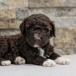 Vela - Brown female Lagotto Romagnolo puppy in West Jordan, Utah from Salt Lake Lagotto