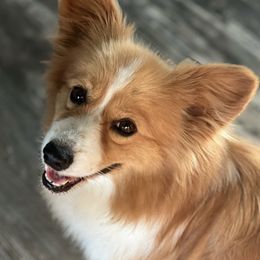 Pembroke Welsh Corgis from Cactus Corgis