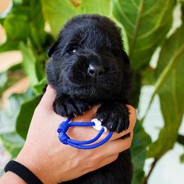 Atlas - Black male German Shepherd puppy in Canton, Texas from WILDWOOD GERMAN SHEPHERDS