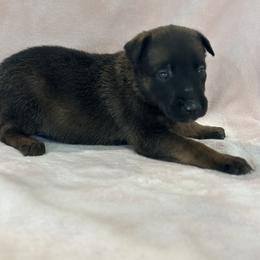 Dutch Shepherd Puppies from Lisa's Dutchies