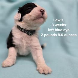 Lewis - Gray and white male Old English Sheepdog puppy in Sutherlin, Oregon from Sapphire Eyes Sheepdogs